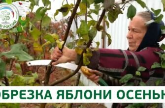 Садоводы делятся опытом: правильное осеннее обрезание яблони для достижения лучших результатов Садоводы делятся опытом: правильное осеннее обрезание яблони для достижения лучших результатов