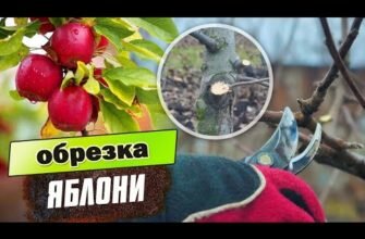 Мастерство правильной обрезки молодых яблонь: уроки от опытных садоводов Мастерство правильной обрезки молодых яблонь: уроки от опытных садоводов