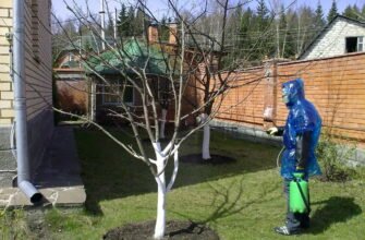 ОСЕННЯЯ ОБРАБОТКА ЯБЛОК ОТ ВРЕДИТЕЛЕЙ И БОЛЕЗНЕЙ: СОВЕТЫ И РЕКОМЕНДАЦИИ ОСЕННЯЯ ОБРАБОТКА ЯБЛОК ОТ ВРЕДИТЕЛЕЙ И БОЛЕЗНЕЙ: СОВЕТЫ И РЕКОМЕНДАЦИИ