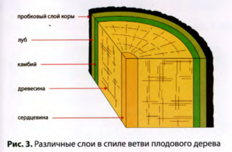 Советы по созданию правильных прививок и подвоев для яблоней Советы по созданию правильных прививок и подвоев для яблоней