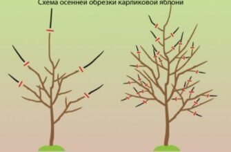 Важна ли осенняя обрезка яблоней? Рекомендации ведущих агрономов региона Важна ли осенняя обрезка яблоней? Рекомендации ведущих агрономов региона